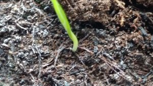 Как подготовить ЛУК к посадке .Борьба с Луковой Мухой. Стрелкование.