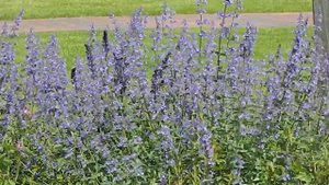 Nepeta faassenii