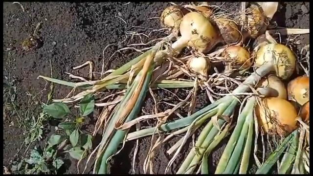 какой у меня вырос лук/убираю лук репку по сортам смотреть онлайн