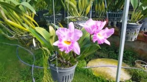 Cattleya Rlc Moon Roon 'Cu. Anna"