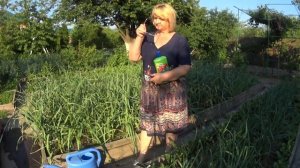 ЧЕСНОК.  Третья подкормка чеснока  обязательно.