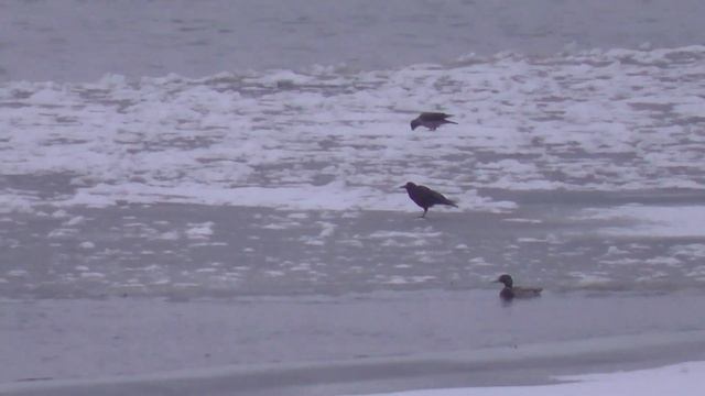 Вороны на льду. Река Обь, Михайловская набережная. Новосибирск. Приближение 56x. смотреть онлайн