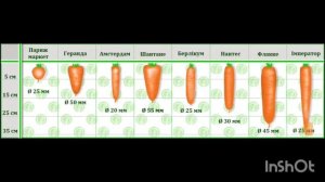 Выбираем правильные семена моркови