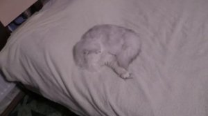 Как правильно поднимать кошку