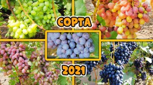 Топ 5 сортов винограда для средней полосы 2021, актуально и в 2022!