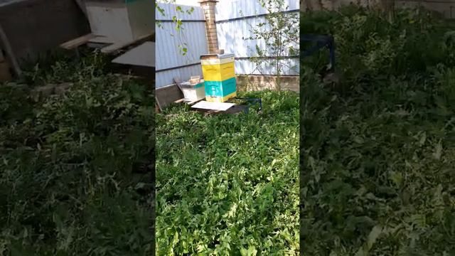пасека . начало пчеловодство. один улей своими руками ✋ смотреть онлайн