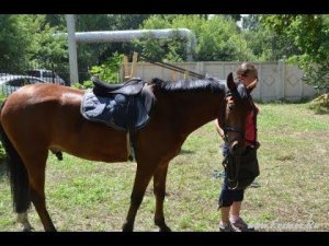 Коневодство на выставке АгроОмск-2013