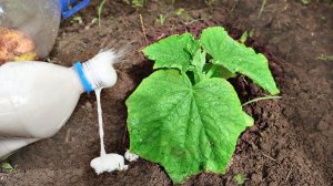 При высадке рассады огурцов на огород делайте так урожай будет космическим! Что положить в лунку