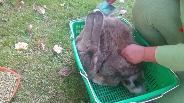 Фландр. Главная проблема в содержании фландра. Разговор о кроликах.