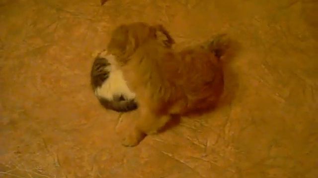 Подружки. смотреть онлайн