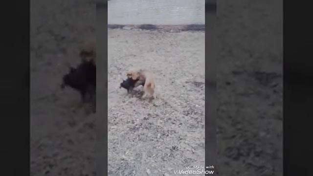 Такса против кокер спаниэля