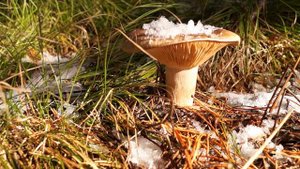 Уникальная природа Сибири / Nature Of Siberia/Die Natur In Sibirien/