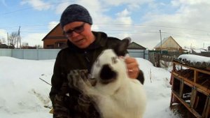 Мои Кролики!! КАЛИФОРНИЙЦЫ И ВЕЛИКАНЫ  Сколько они весят !!!