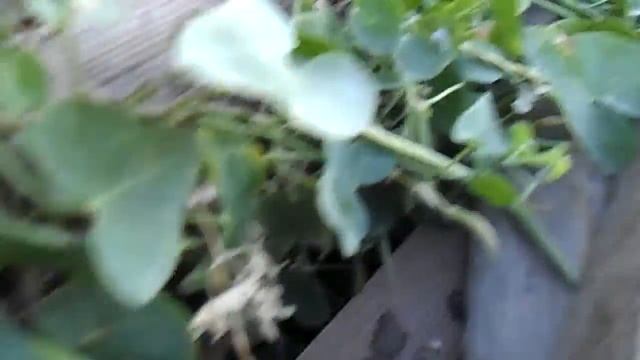 Растение со стручками в Коунраде смотреть онлайн