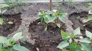 Важная подкормка сладкого перца для быстрого роста после высадки в теплицу.