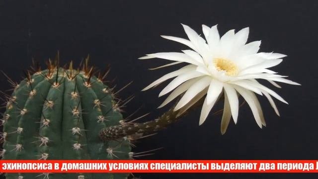 Эхинопсис — кактус на любой вкус. Как вырастить его в домашних условиях