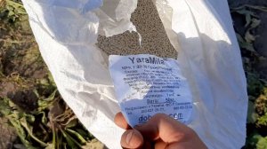 Посадка чеснока, первые трудности, схема посадки, удобрения.