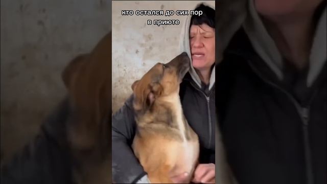 Сайгак ищетдом #собака #animalshelter #animals #dog #приютдлясобак #пристройствособаки #helpanimals