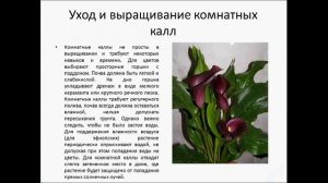 КОМНАТНЫЕ КАЛЛЫ