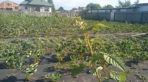 Малина Самохвал! Первые сигналки на прошлогодних побегах!