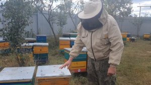 ПРАВИЛЬНАЯ СБОРКА ГНЕЗДА В ЗИМУ, ЗАЛОГ УСПЕШНОЙ ЗИМОВКИ ПЧЕЛ.