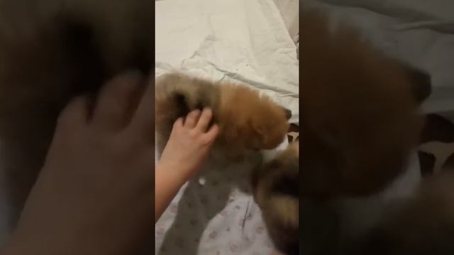 Щенки шпица мини. 1 месяц и 11 дней