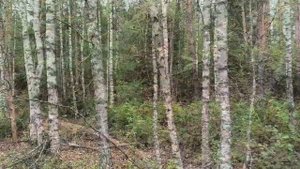 По ягоды и грибы.Костромская область