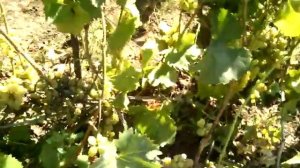 Начинаем собирать виноград.