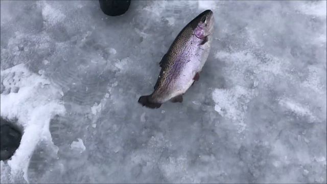 Поимки форели в обед! Морковка работает! Клевое место, д. Савельево смотреть онлайн