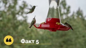 ТОП-10 УДИВИТЕЛЬНЫХ ФАКТОВ О КОЛИБРИ.
