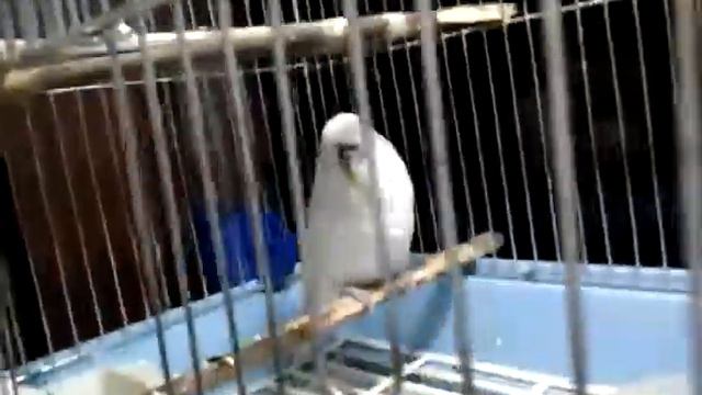 Попугай ударился што это токое смотреть онлайн