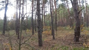 Грибалка что надо! Подлохматились нормально.