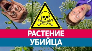 Что с тобой произойдёт, если прикоснуться к самому ядовитому растению в мире