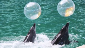 Дельфинарий. Евпатория. Крым