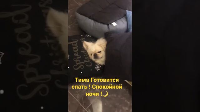 Пекинес Тима, Спокойной ночи смотреть онлайн