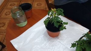 ПОМИДОРЫ НА БАЛКОНЕ//ТОНКОСТИ УХОДА //РЕЦЕПТ ХОРОШЕГО УРОЖАЯ//РАССАДА БЕЗ БОЛЕЗНЕЙ//