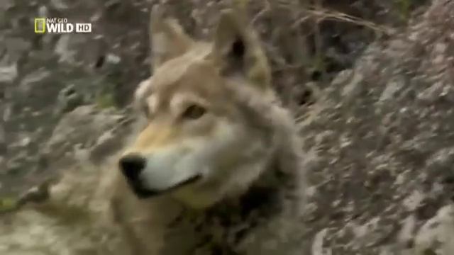 Тайная жизнь хищников смотреть онлайн