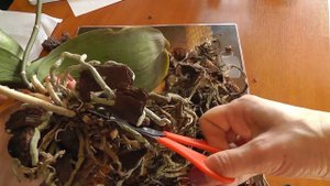 пересадка очень старой орхидеи