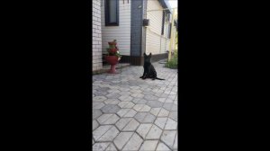 Чёрные немецкие овчарки