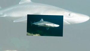 Топ-10 самых маленьких акул в мире