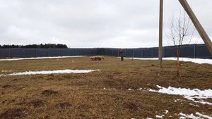 Корги Корж Ч1 | Соревнования по пастьбе овец