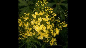 СОЛИДАСТЕР  (SOLIDASTER)  cем. Астровые