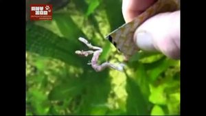 Корма для рыбок Tetra