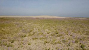 The Flowering Atacama Desert CHILE