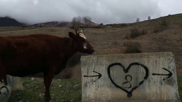 Северная Осетия. Коровы на дороге. смотреть онлайн