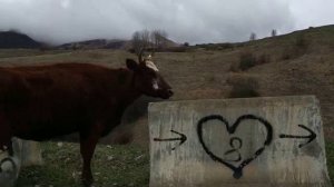 Северная Осетия. Коровы на дороге.