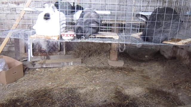 автоматизация крольчатника смотреть онлайн