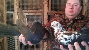 Парую николаевских черномурых голубей