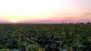 Обработка подсолнечника против совки.