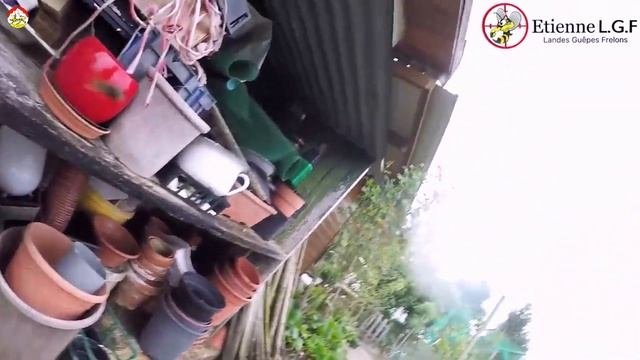 Опасен ли азиатский шершень ? Охотник на шершня.